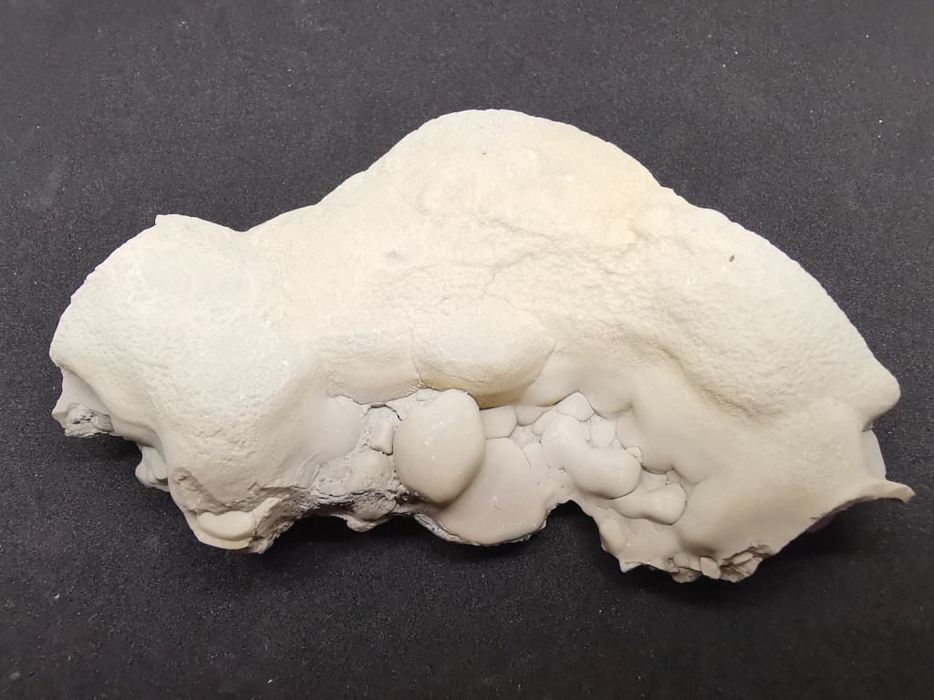 Figura 8 - Emivaschetta con pisoliti agglutinati in una vaschetta calcitizzata delle dimensioni di 11 cm.