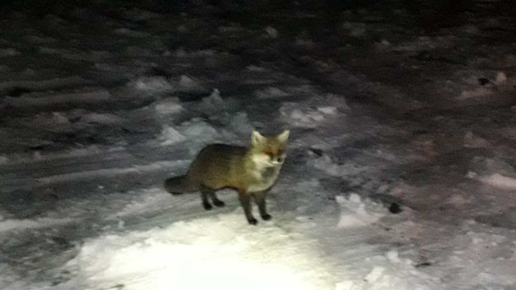 etna sedicesimo parossismo